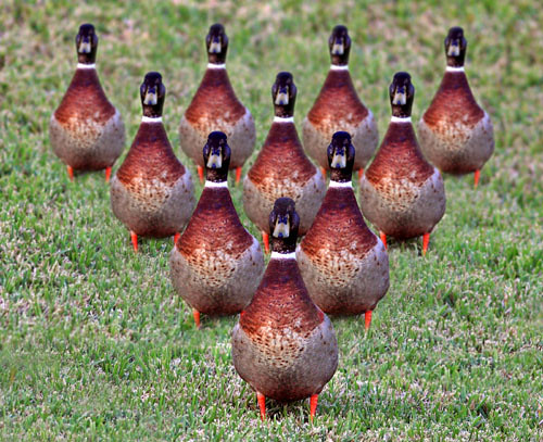 Duck Pins Nervously Awaiting The Ball!, Front Page, Explore…